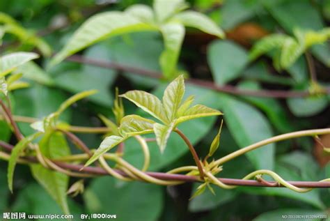 藤蔓植物種類|有哪些典型的「藤蔓植物」？它们的生长习性 ...